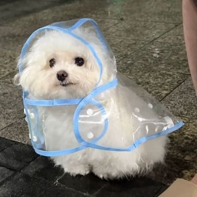 mmmeowlove's profile picture. 요즘 화가 많아서 가입한 트이타