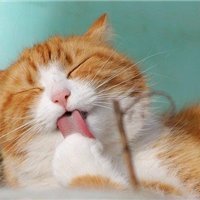 お金の豆知識やお得な情報など紹介したりしています。私自身お金に苦労した経験から生活に困窮している人を助けたいと思い、少額ですが現金給付企画を始めました♬ フォロワーさん優先▷ https://t.co/O3LT65DhgB