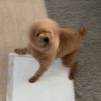 밤이 (@mynameisbamm) 's Twitter Profile Photo 밤이 (@mynameisbamm) 's Twitter Profile Photo