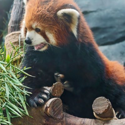 RangLei86211's profile picture. no