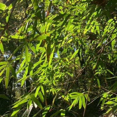Wgskhz's profile picture. 無根樹,花正幽,貪戀榮華誰肯休? 浮生事,苦海舟,蕩去飄來不自由。 無時歇,不暫留,夢裡明知有夢頭。
