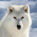 Ziggy (@ziggywolf42) Twitter profile photo Ziggy (@ziggywolf42) Twitter profile photo