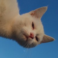 ebal ebol (@kleerue) 's Twitter Profile