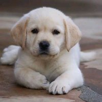 cutey -dogs (@cuteydogs16229) 's Twitter Profile