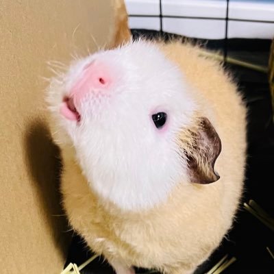 @patton_tenipuri