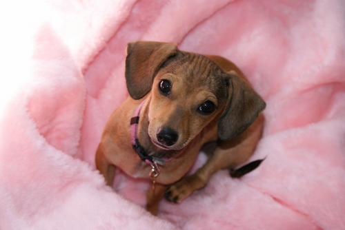 I'm tiny and tooney & naughty!  I'm half Chihuahua & half Minature Dachshund.  I love bacon, naps & my FURIENDS. Member of the #doxiemafia and #batdogs!