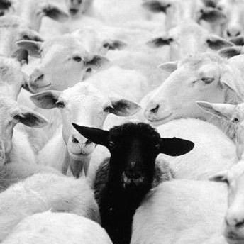 BhigBonsam's profile picture. wounded lion 🦁