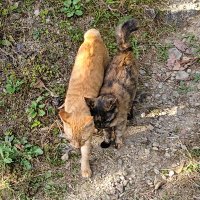 うにゃにゃし😺😸😹😻😽😾😼🇵🇸🍉 (@unyanyashi) 's Twitter Profile