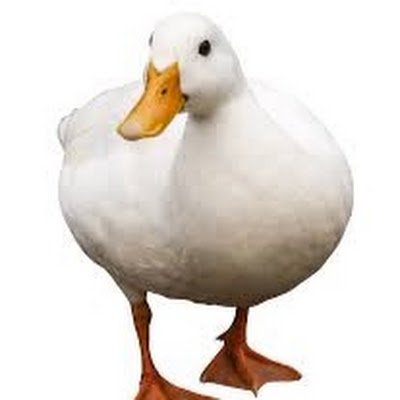 NokBeed's profile picture. 