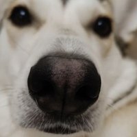 Loyso Pondohva (@darmindont) 's Twitter Profile