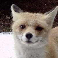 daily podlock (@sherlockpholmes) Twitter profile photo