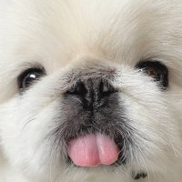 ぷっち (@peki_putchikun) 's Twitter Profile Photo ぷっち (@peki_putchikun) 's Twitter Profile Photo