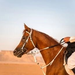 lmdllh238834's profile picture. لا تعود لمن خذلك تذكر ما حدث أخر مرة