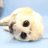 Profile image of safi