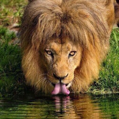 Content Creator 🤫 I eat that 🥩 til you gotta peee. Clean & Disease Free 💯 😊 dm for meetups #18+ #alwayshorny #MKE #414 https://t.co/toWY4JC5pS
