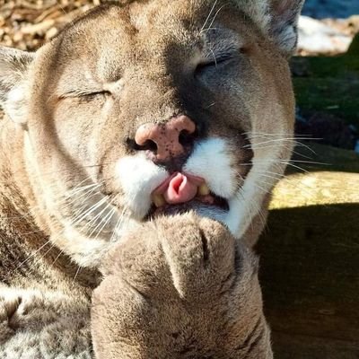 eacoaddict78540's profile picture. heyhey shitters ‼️‼️🔥🔥
he/him