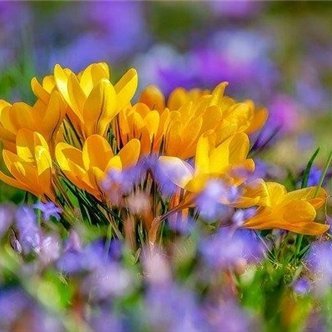 Iona02305983688's profile picture. お金の豆知識やお得情報など紹介したりしています。自身がお金に苦労した経験から生活に困窮している方を救いたいと思い、わずかですが10万円プレゼント企画をしております☆ 支援中▷ https://t.co/ZZPDTEHFkL