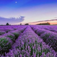 LavenderBloomBoom🪻🌿🪻🌿🪻☘️🪻☘️🪻 (@lavenderbloomb) 's Twitter Profile Photo LavenderBloomBoom🪻🌿🪻🌿🪻☘️🪻☘️🪻 (@lavenderbloomb) 's Twitter Profile Photo