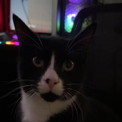 FlyingFrets's profile picture. Roblox Programmer, Ninja Challenge