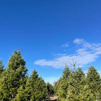 divinewton's profile picture. 