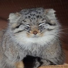 dailypallascat's profile picture. (Almost) Daily Manul / Pallas Cats

DMs Always open for Submissions ! !