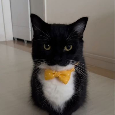 ✮Gato Estrellado✮さんのプロフィール画像