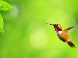 hbwords's profile picture. affirmations | inspirations | revelations  ~the still small voice~