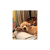 irina Feliz (@igontsovskaya) Twitter profile photo irina Feliz (@igontsovskaya) Twitter profile photo
