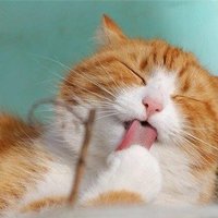 マコト (@makoto72818) 's Twitter Profile