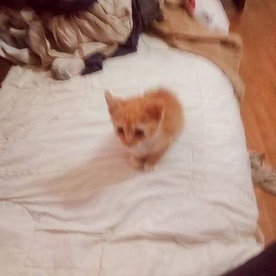 Catman200690521's profile picture. I have the funniest cats that I will be posting about and videos