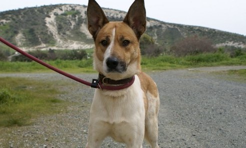 SiriusDogs318's profile picture. This is the official twitter page of Sirius Dog Sanctuary. We are a voluntary organisation that rescues and rehomes unwanted, abandoned, and sick dogs in Cyprus