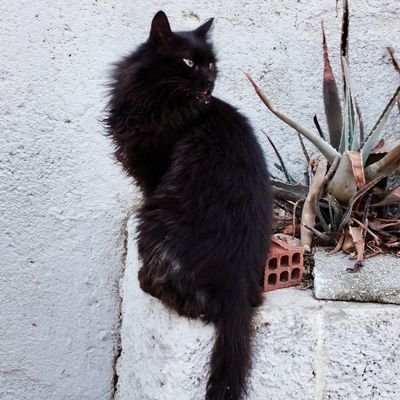 AntonisOulis's profile picture. 