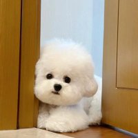 カメリア (@spiceyshevontae) 's Twitter Profile