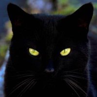 BlackLeo II. (@blackleoii) 's Twitter Profile Photo