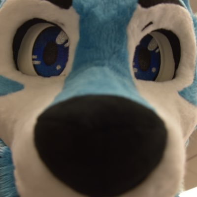 Hullo! This is Jasper and he is a husky! *And he is a tofu brain* 🐾24 | gay | He/Him | in relationship🐾 🫎pfp w/ @PolarisRK9 🧵Furchild of @firewolfstudio