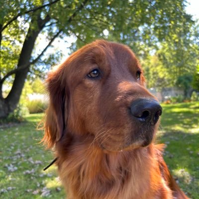 Love the Sooners and all Pittsburgh sports teams.HS softball coach. Sharing our love of Boomer with everyone. Loving Golden Retrievers and all pups.