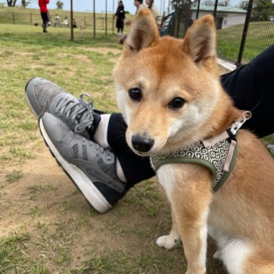 豆柴たろう(2022月1月24日生まれ3歳 6Kg)🐶自由気ままに投稿🐾 お家にやってきた時からのやんちゃな画像や動画を投稿😊YouTube⬇️