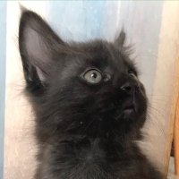 lesliespurlock.sol | NFT.NYC 2024 🏴☠️ (@l202470519) 's Twitter Profile