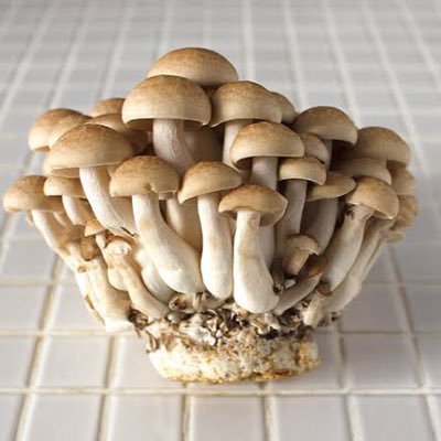 限界医療系大学生