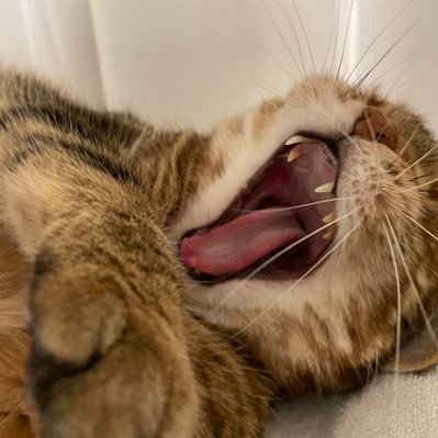 ChessAdventurer's profile picture. Adult chess improver #chesspunks