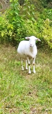 Me gusta el campo,dibujo a veces y https://t.co/z7RyGT3Rho en el campo y supervive del campo!