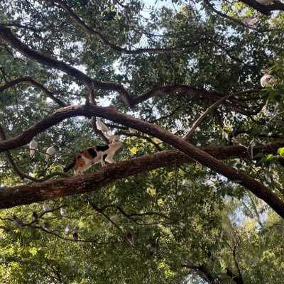 chrrrriscscs's profile picture. 🌈 ｜ sub1