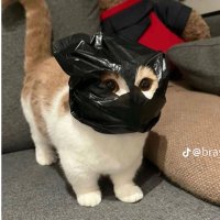 Chimonoy (@chimonoy) 's Twitter Profile