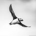 Birdoj de la mondo (@miajbirdkartoj) Twitter profile photo Birdoj de la mondo (@miajbirdkartoj) Twitter profile photo