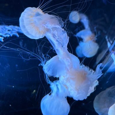 sz24bsk_'s profile picture. 何事にもあまり意見がない人間です