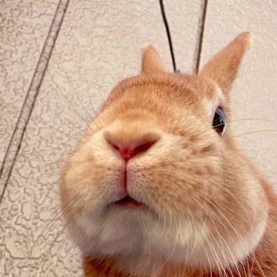 yasumono145's profile picture. 腐の成人済。第五は🔮推し。スプラ3たのしい。二次元と三次元をいったりきたり。