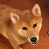 まめしば (@mame_shiba_pa) 's Twitter Profile Photo まめしば (@mame_shiba_pa) 's Twitter Profile Photo