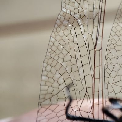 citromfuD's profile picture. Mr