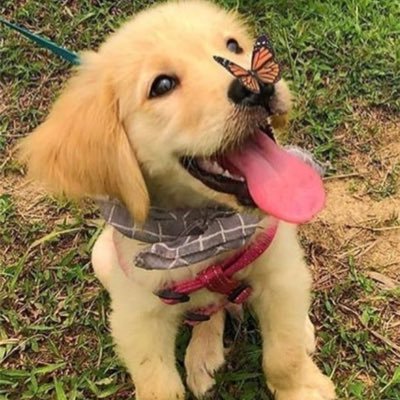 louifitz's profile picture. 