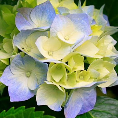 IranZhou6247's profile picture. 